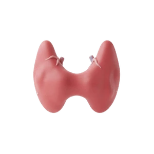 Thyroid